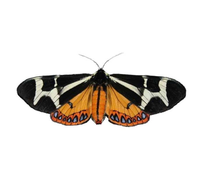 Dysschema howardi giant flag moth tiger moth female Arizona USA RARE