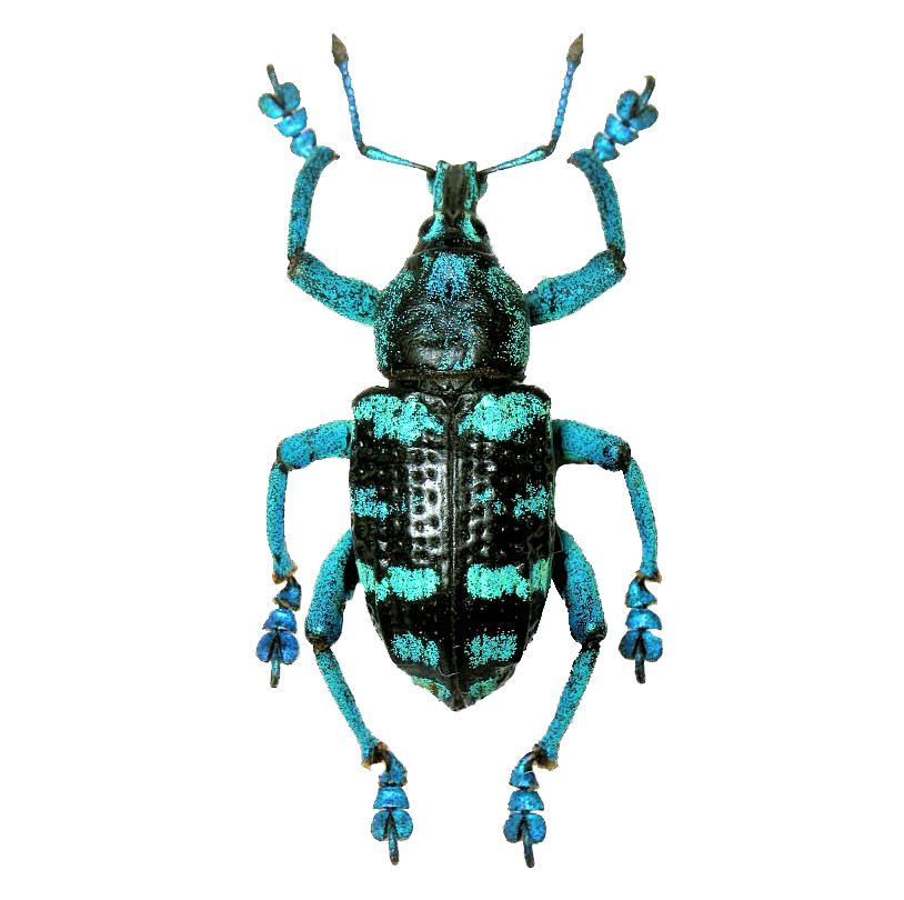 BicBugs Eupholus linnei Weevil Blue Green Beetle Indonesia Framed 