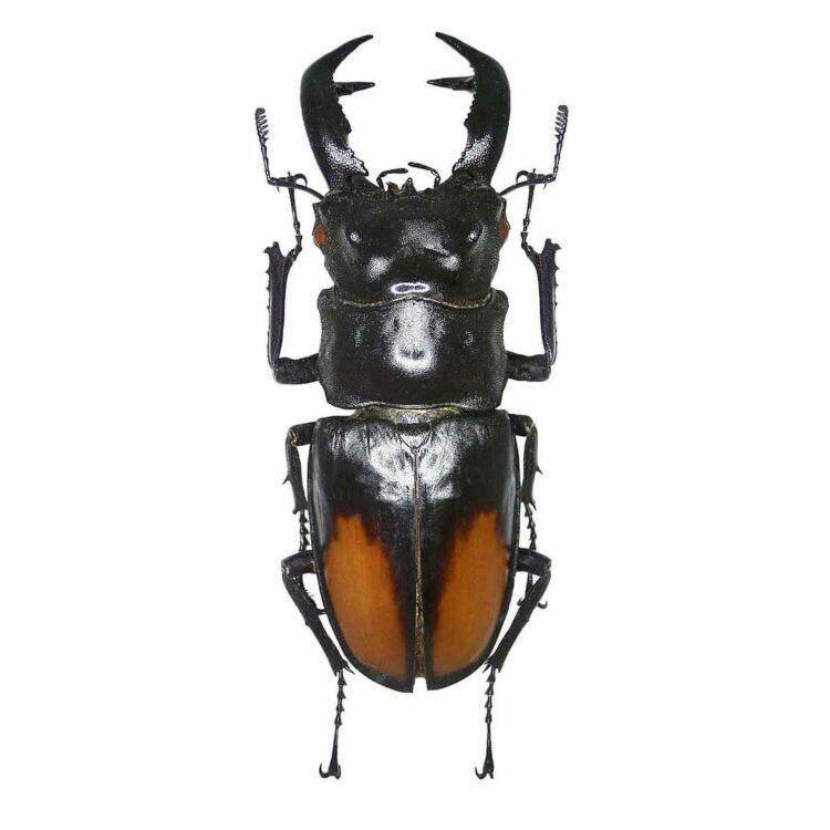 Hexarthrius parryi paradoxus stag beetle Sumatra Indonesia