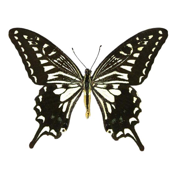 Papilio xuthus hawaii