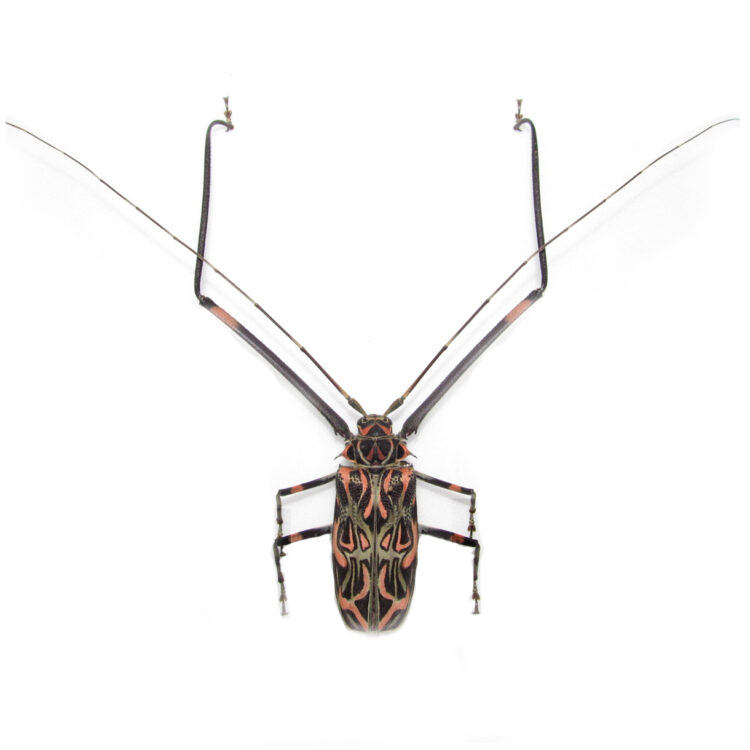 longimanus acrocinus male peru harlequin beetle