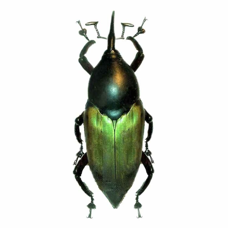 Paratasis elegans green weevil beetle Malaysia