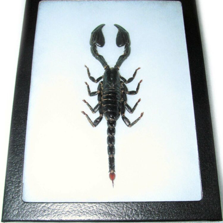 Heterometrus laoticus giant emperor scorpion Thailand