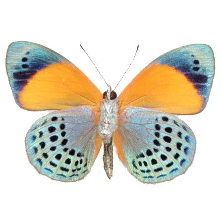 Asterope markii davisi blue green yellow butterfly verso Peru