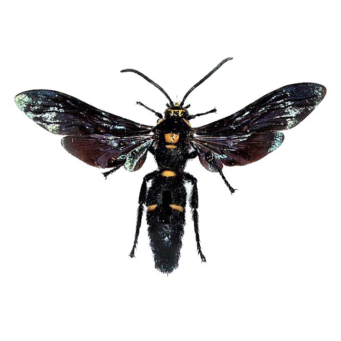 Megascolia procer male wasp hornet Indonesia