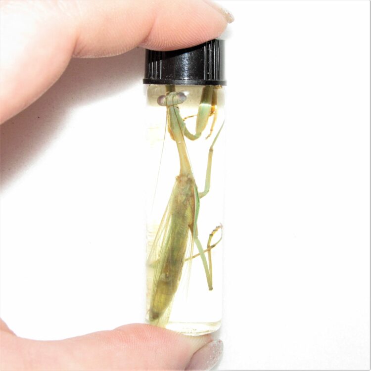 praying mantis male preserved wet specimen