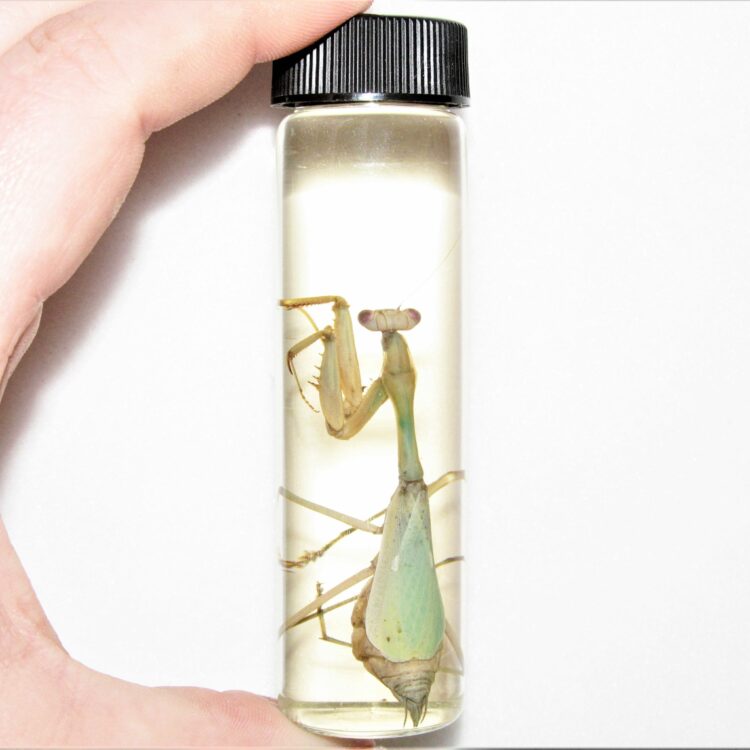 praying mantis female wet specimen preserved