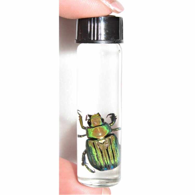 chrysina gloriosa scarab beetle green arizona usa preserved wet specimen