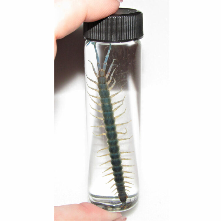 blue centipede preserved wet specimen