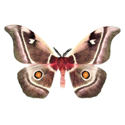 Bunea aslauga pink saturn moth Madagascar unmounted