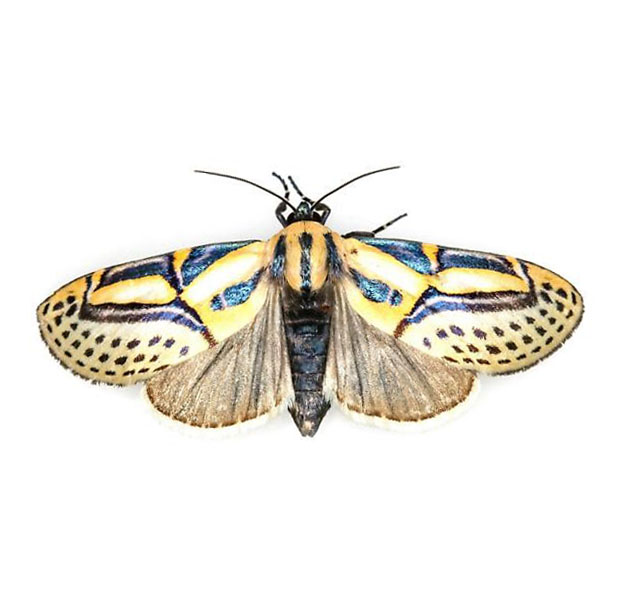 Diphthera festiva heiroglyph moth