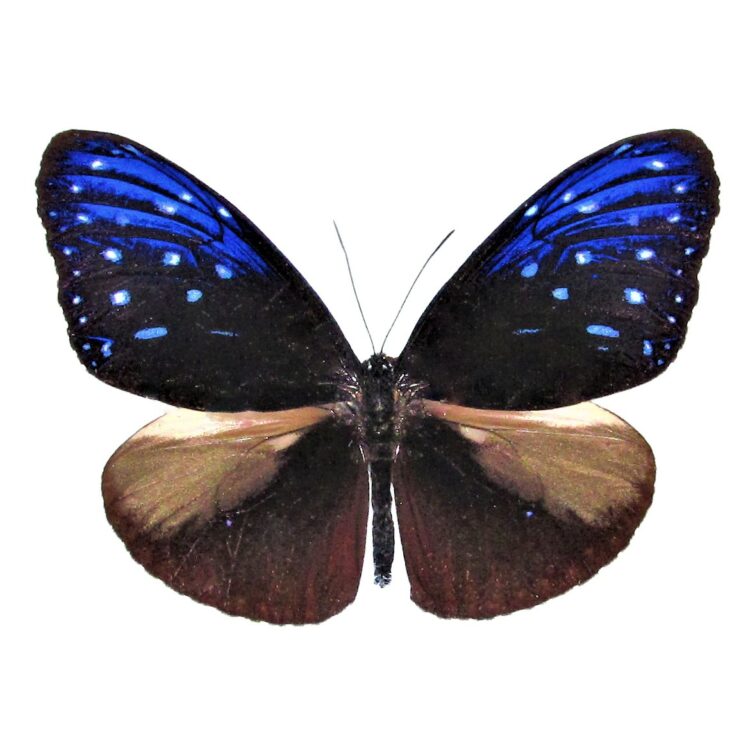 Euploea mulciber blue black butterfly Malaysia