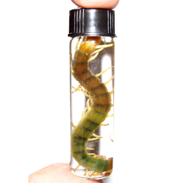 gold centipede wet specimen arizona