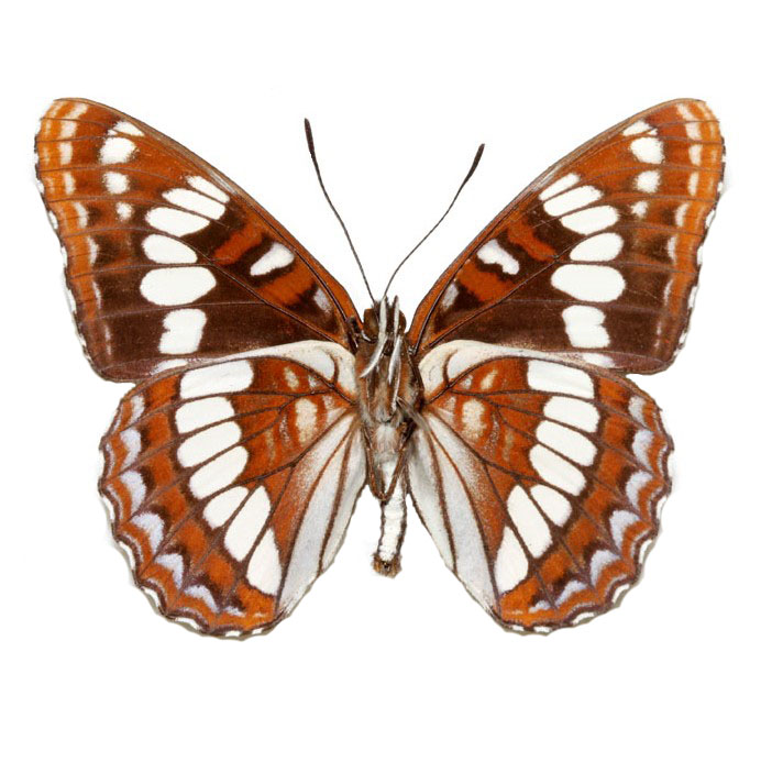 Limenitis lorquini red white admiral butterfly USA