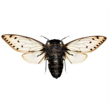 Pomponia merula cicada Indonesia spread