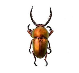 Unique Mount Arfak Stag Beetle Lamprima Adolphinae 40-45 Mm Specimen