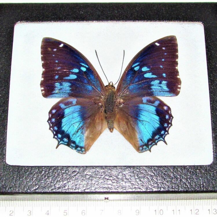 Charaxes smaragdalis framed blue butterfly Africa