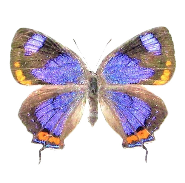 Hypaurotis chrysalus Colorado hairstreak orange purple butterfly USA