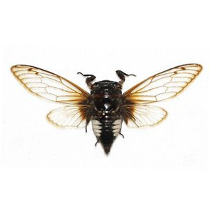 Cryptotympana acuta black clearwing cicada Java Indonesia