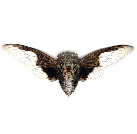 Cryptotympana aquila black clearwing cicada Thailand