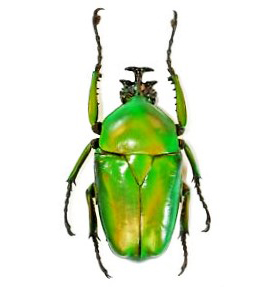 Dicranorrhina micans green scarab beetle Congo Africa