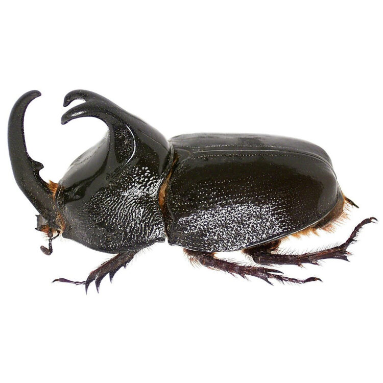 Enema pan rhinoceros rhino beetle Peru