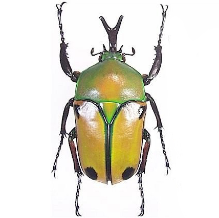 Eudicella euthalia green snake tongue scarab beetle Tanzania Africa