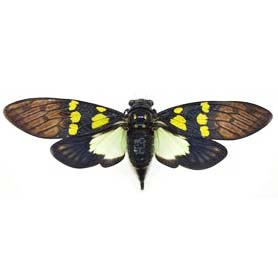 Gaeana cheni yellow green black cicada Thailand