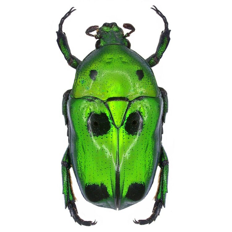 Heterorrhina sexmaculata green black scarab beetle Indonesia