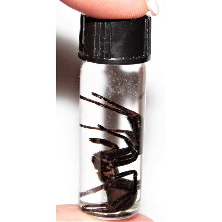 Arizona black tarantula spider wet specimen