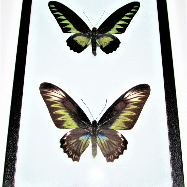 framed Trogonoptera brookiana pair male female green black birdwing butterflies Indonesia