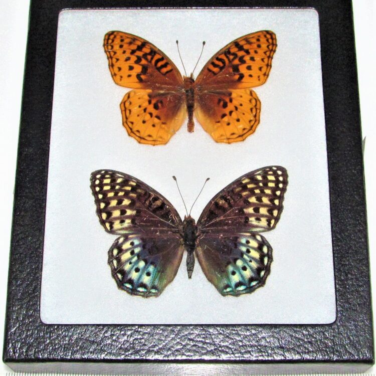 framed Speyeria nokomis nitocris butterfly pair male female Arizona USA