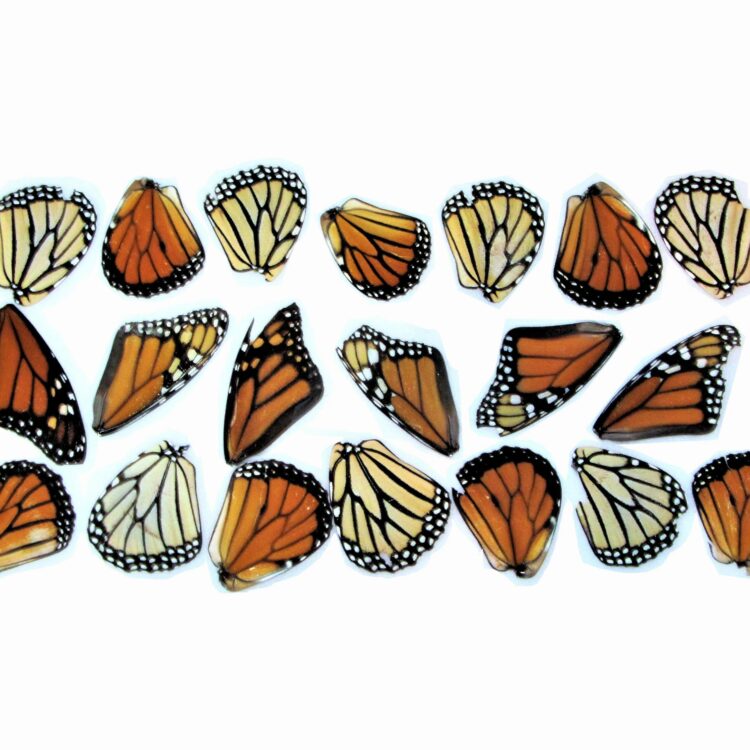 lot of 20 Danaus plexippus monarch butterfly wings craft grade