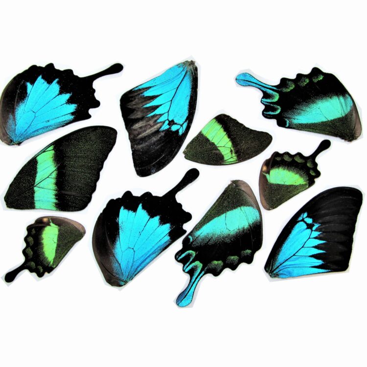 lot of 10 Papilio swallowtail blue green butterfly wings