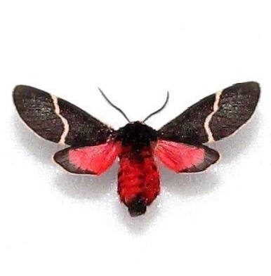 Kodiosoma fulvum female pink black tiger moth Arizona USA RARE