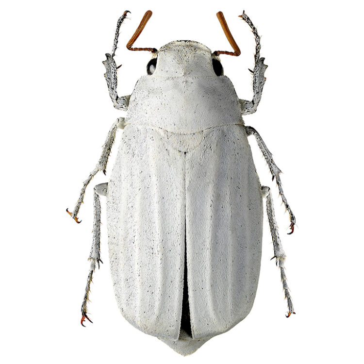 Lepidiota stigma white scarab beetle Thailand
