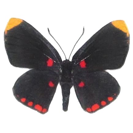 Melanis pixie black red yellow butterfly Texas USA RARE