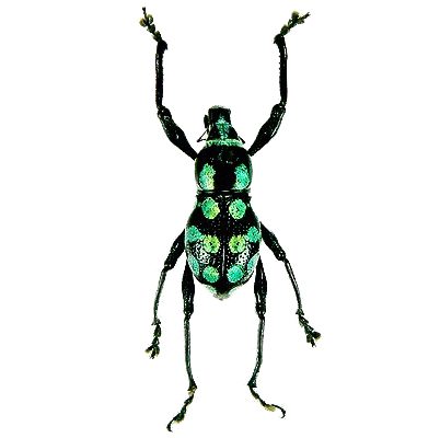 Metapocyrtus metallicus suavis green black weevil beetle Philippines