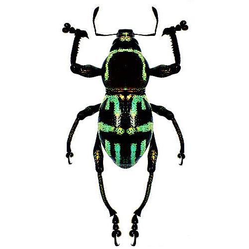 Metapocyrtus pretiosus green black weevil beetle Philippines
