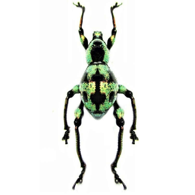 Metapocyrtus subquadrulifer green black weevil beetle Philippines