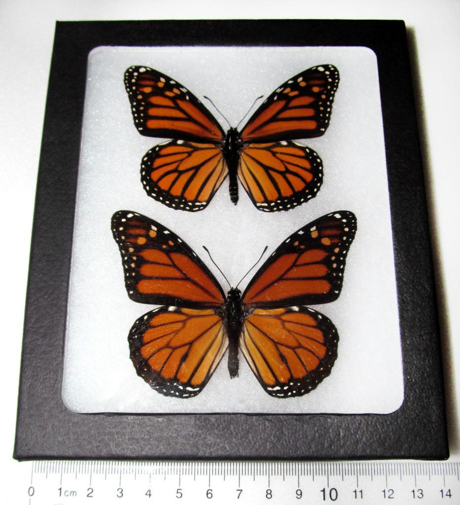 BicBugs Danaus plexippus Framed Monarch Butterfly Pair Male Female USA Framed