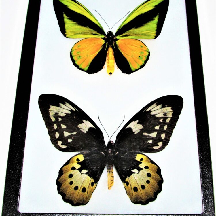 framed Ornithoptera goliath supremus birdwing butterfly pair male female Papua New Guinea