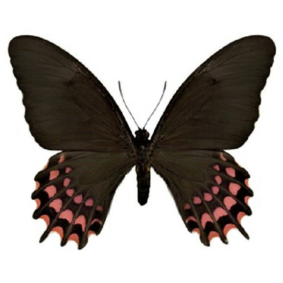 Papilio erostratus female