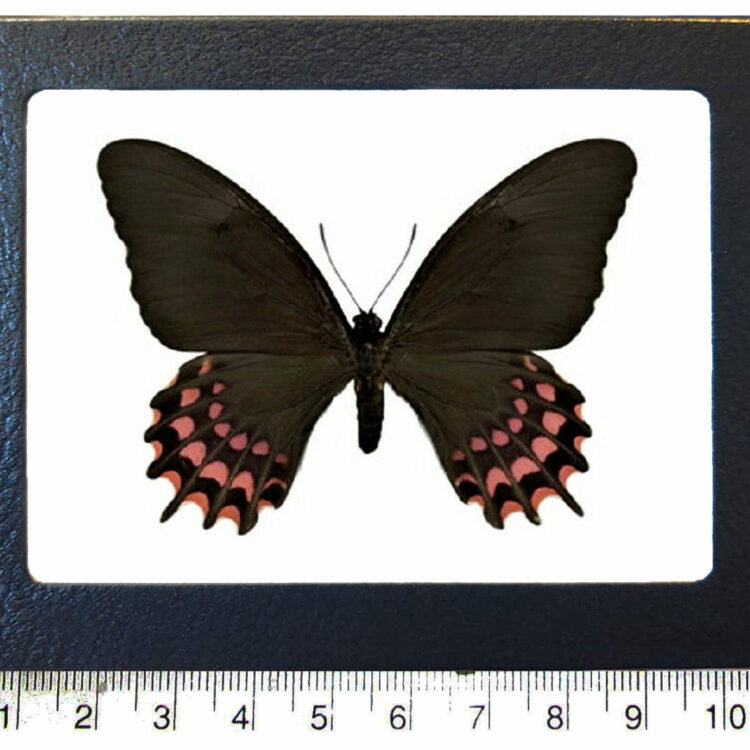 Papilio erostratus female framed