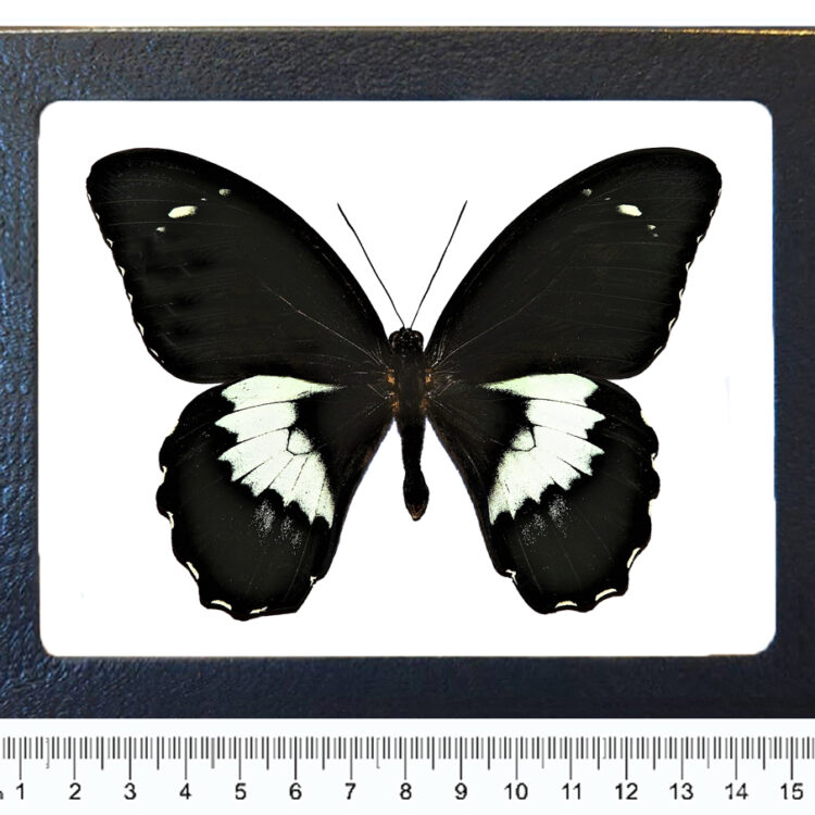 Papilio gambrisius framed