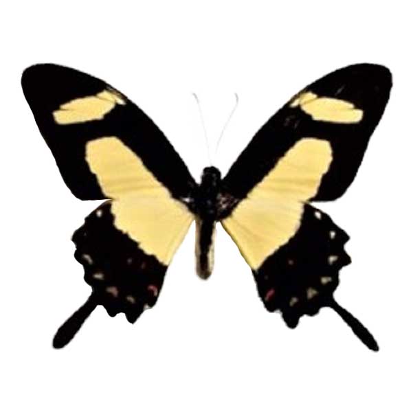 Papilio torquatus black yellow swallowtail butterfly Peru
