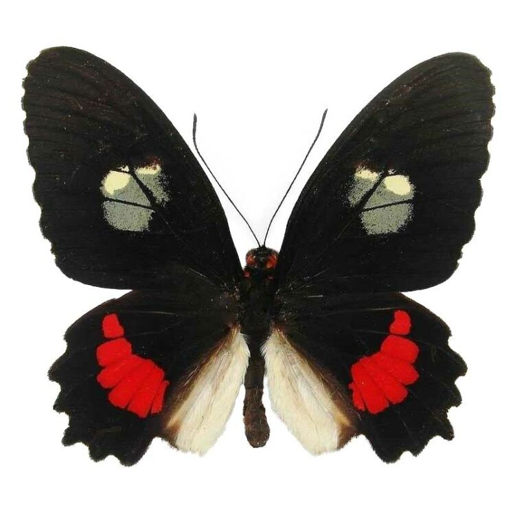 Parides iphidamas male red black butterfly El Salvador RARE