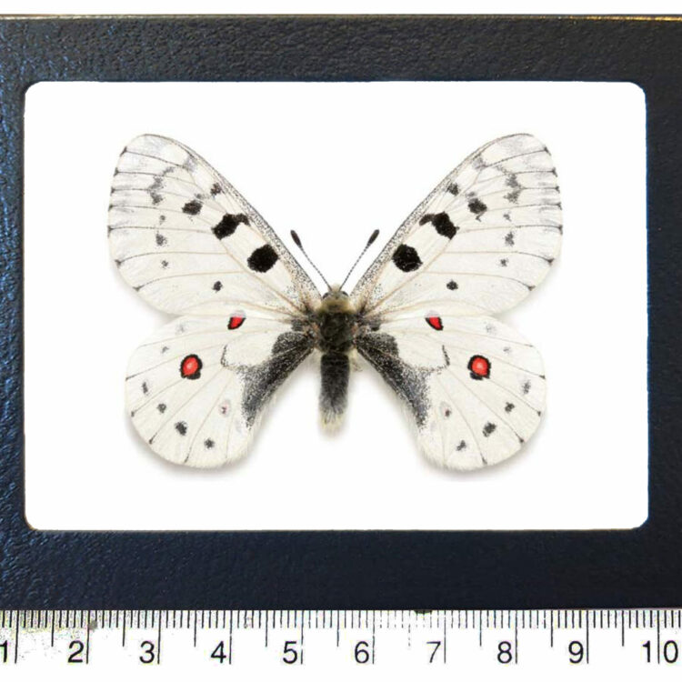 Parnassius phoebis white black red butterfly USA