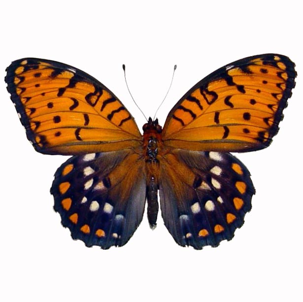 Speyeria idalia spangled fritillary orange butterfly Kansas USA
