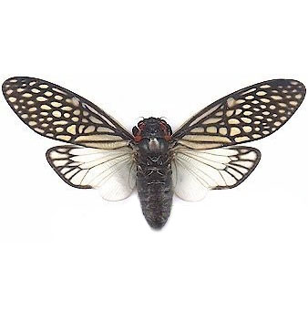Tailainga binghami black white cicada Thailand
